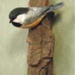 Black Capped Chickadee