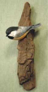 Black Capped Chickadee